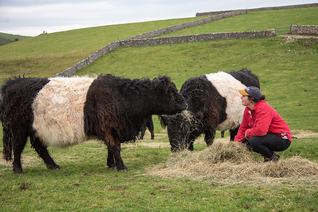 Belted Galloway grazing hills.