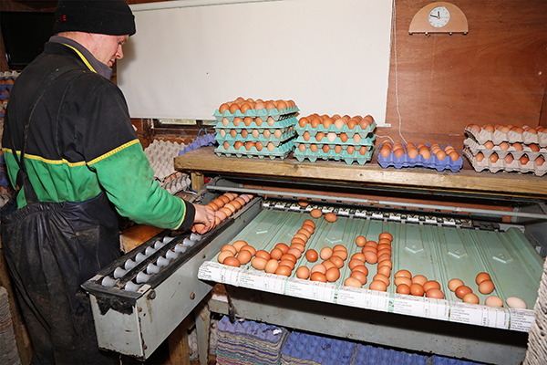 Egg collector monitoring the day's production.
