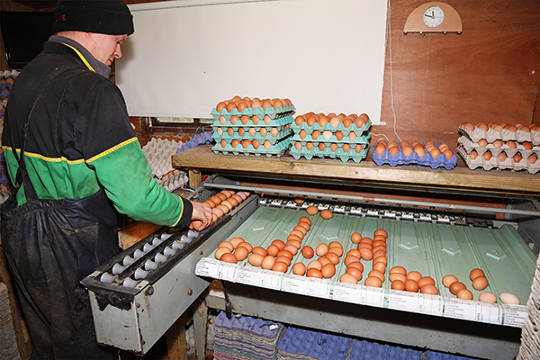 Egg collector at a processing desk.