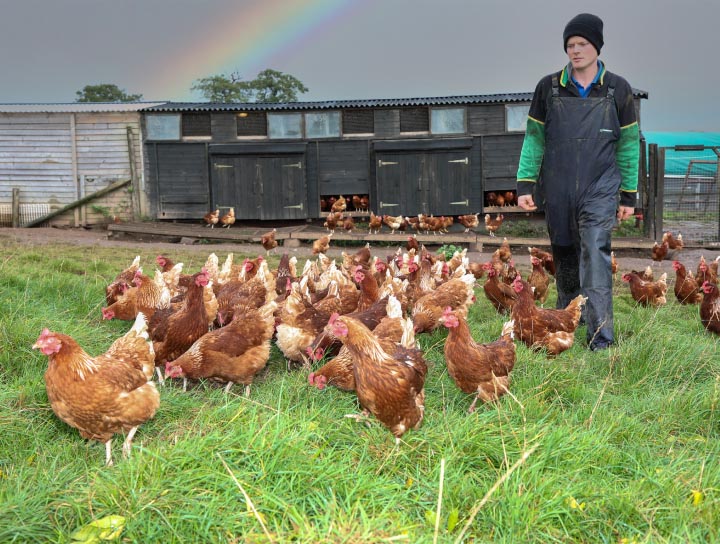 Poultry farm assistant walking with chickens as they leave the hen house in the morning.