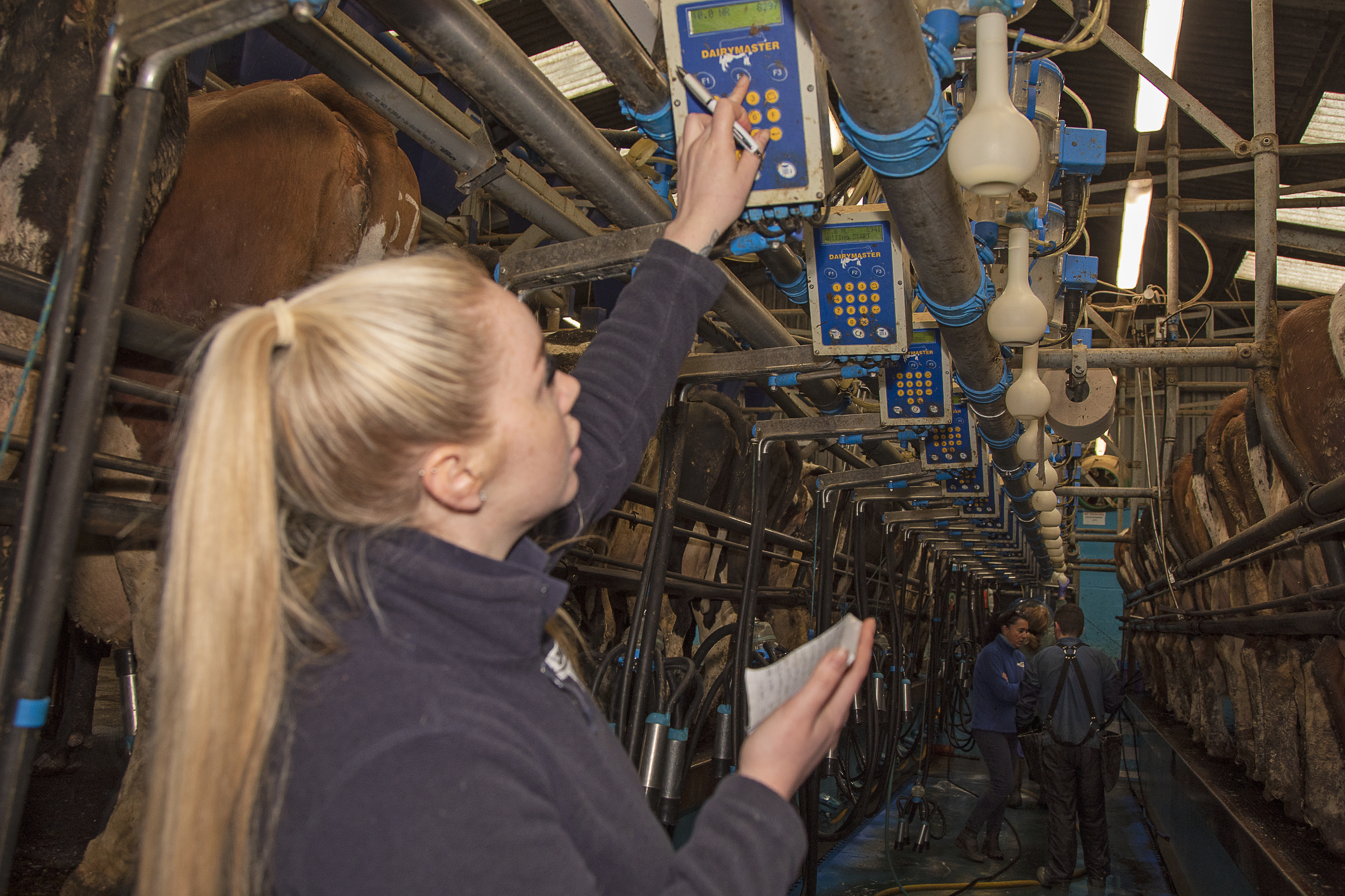 Milker looks over equipment in the parlour.