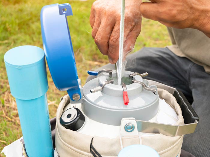 Breeding technicians use liquid nitrogen to store straws of semen for insemination.