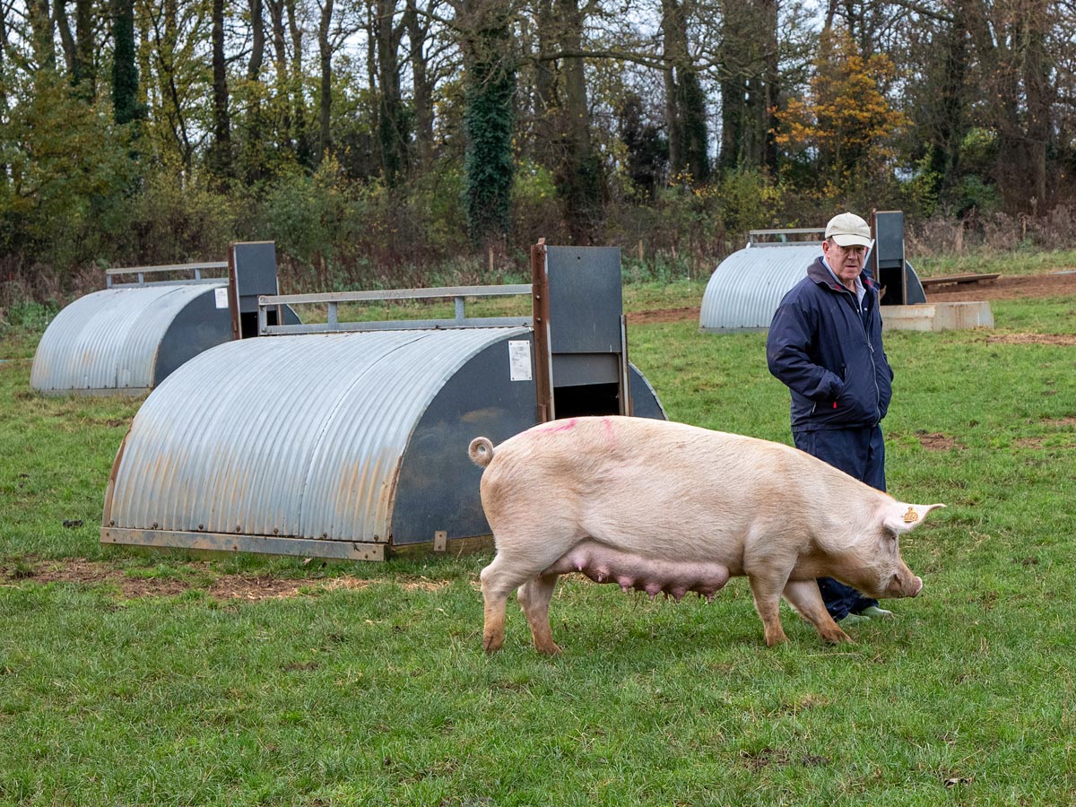 Assistant stockperson on a pig farm.