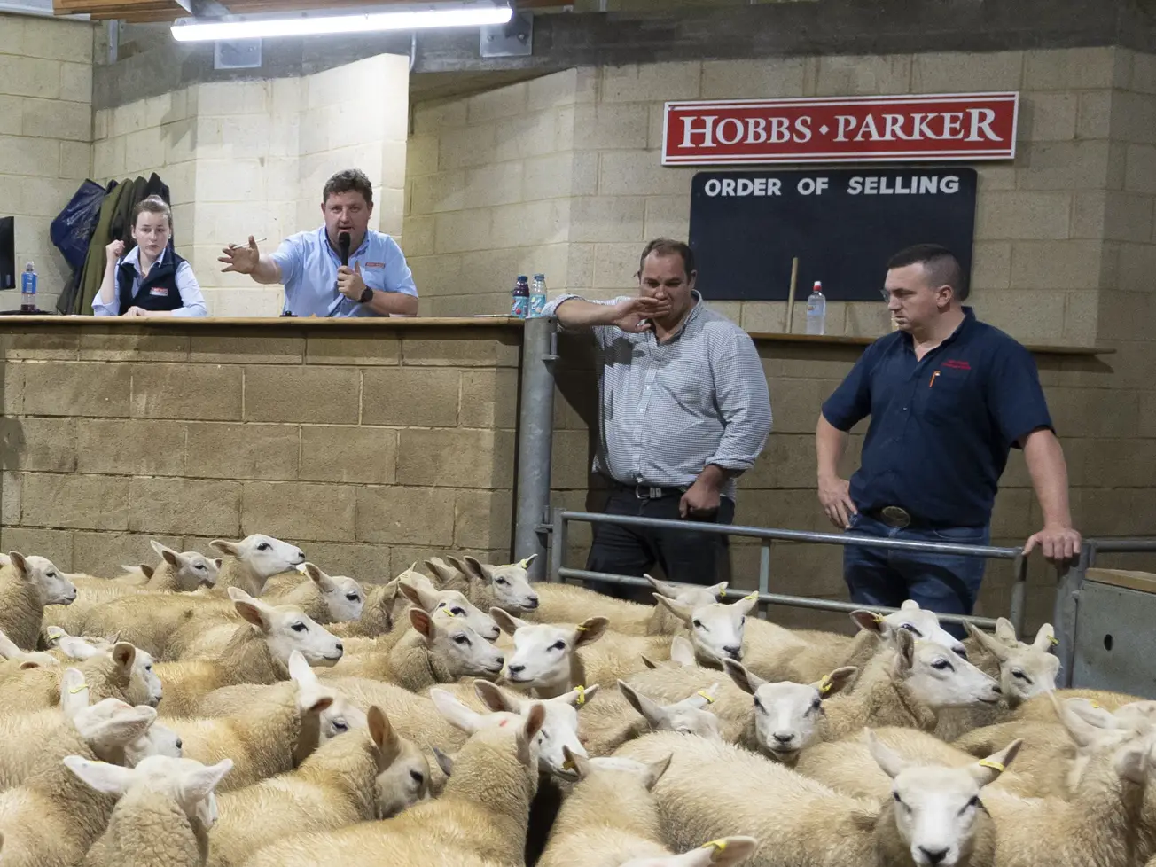 Auctioneer selling primestock sheep at Winslow Christmas primestock sale.