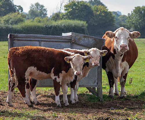 Beef herd at feeding unit in field. Picture: Ruth Downing.