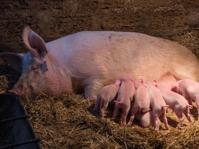 A sow with her piglets.