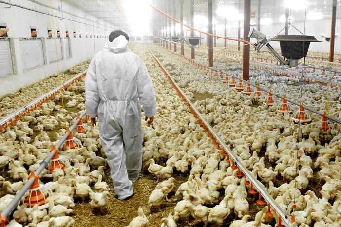 Catcher inside a chicken shed.