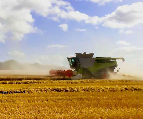 Combine harvester in wheat. iStock.com/davidmartyn