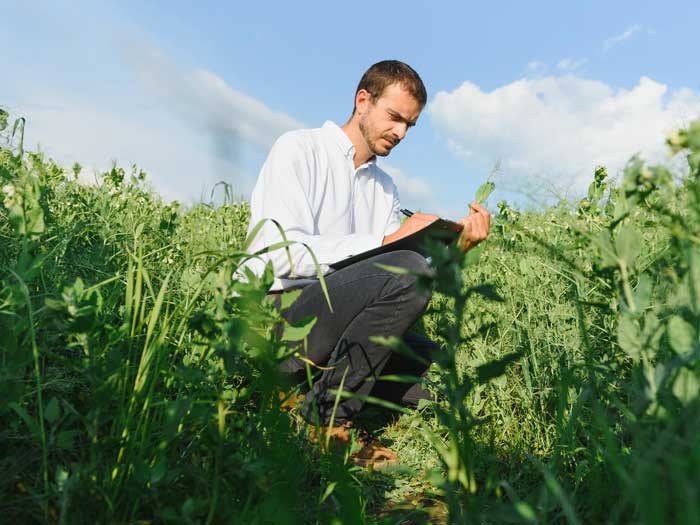 Crop technician inspecting plants.