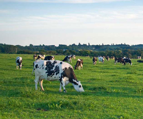 Friesian dairy herd grazing lush field. iStock.com/matthewleesdixon