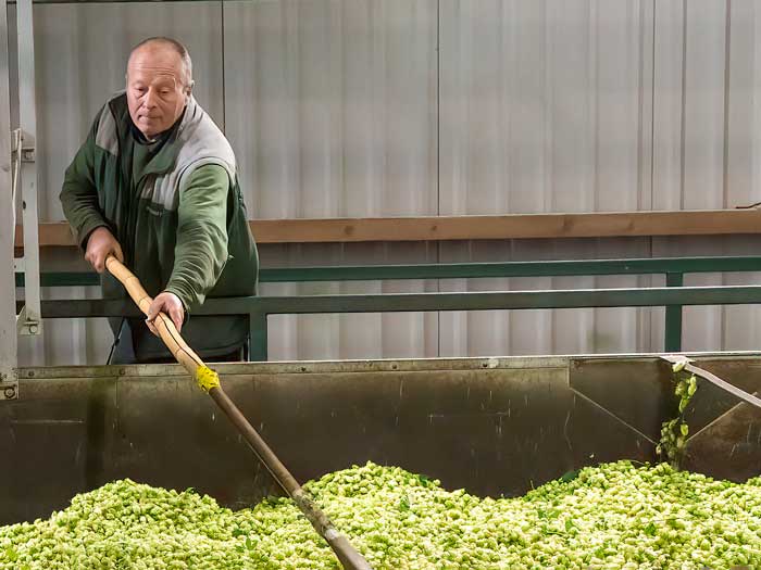 Farm worker bringing in a harvest of hops.