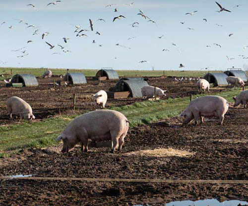 Pigs enjoying their feeding time. iStock.com/Martin Tosh