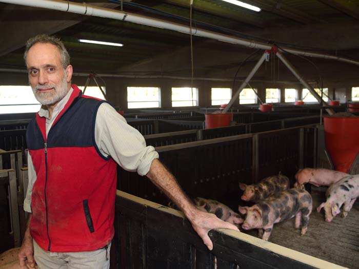 Fieldsperson with some young pigs.
