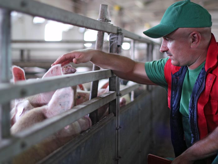 Finishing stockperson looking over some pigs.