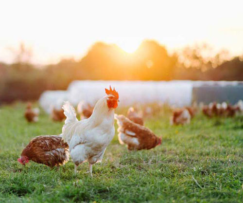 Free range chickens get some exercise in front of their housing barn. iStock.com/Sonja Filitz