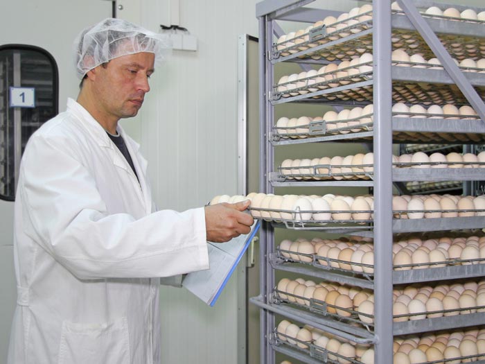 Hatchery operative inspects tray of eggs.