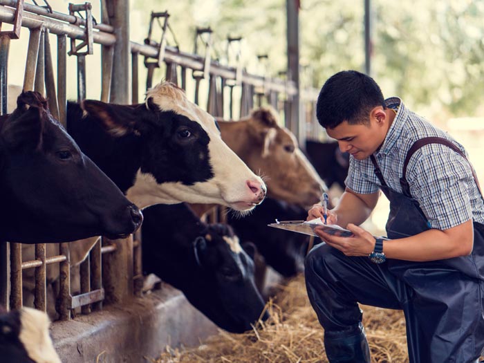 Herd manager recording information while inspecting his cattle.