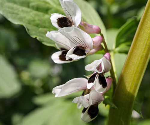 Pea crop in flower. Picture: Brookgardener/Shutterstock.com.