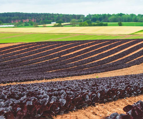 Salad crops in Shropshire. iStock.com/Caroline Anderson