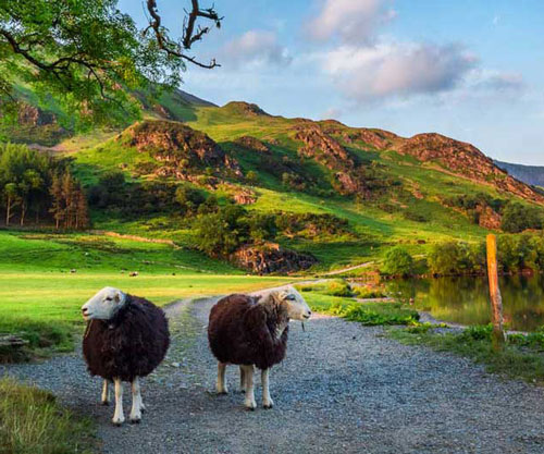 Two sheep among the hills of the Lake District. iStock.com/Shaiith