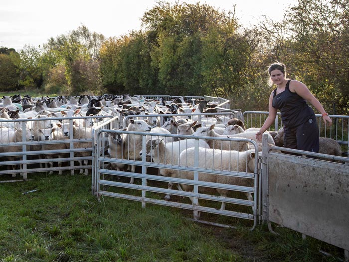 A stockperson works her flock through a race for monitoring.