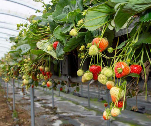 Strawberry crop being grown inside a polytunnel. Picture: Ruth Downing.