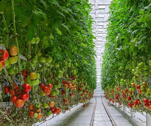 Tomatoes growing inside a greenhouse. Shutterstock.com/Sergey Bezverkhy