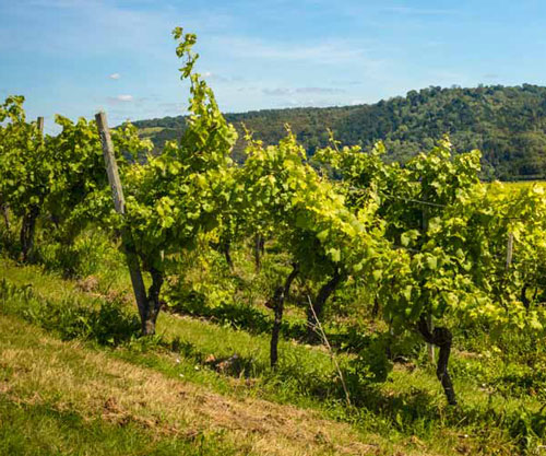 Wine grapes growing in Surrey. Picture: TomCarpenter/Shutterstock.com.