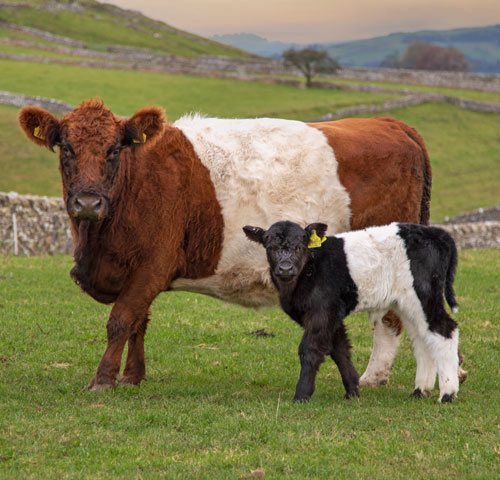 Belted Galloway cattle.