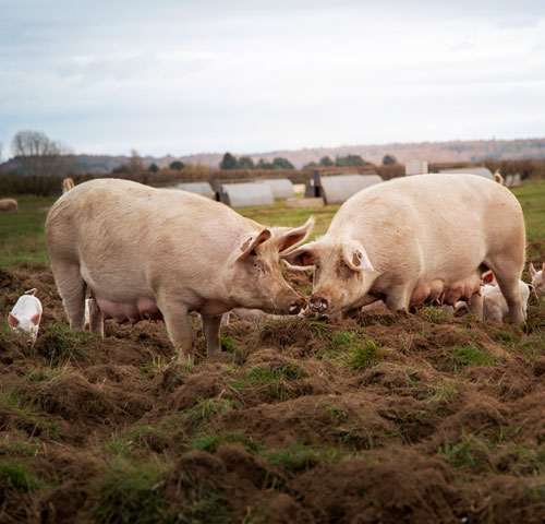 Uncover more about the joy people get from working in the pig sector.