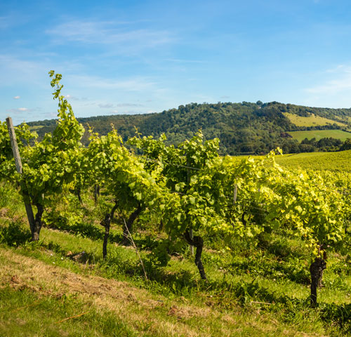 There are now more than 4,000 hectares of land under vines in the UK.