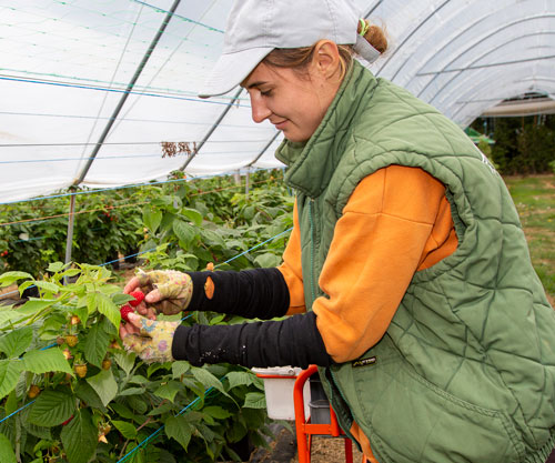 Soft fruit farms can be a rewarding workplace where you get to work on some of the nation's most treasured produce.