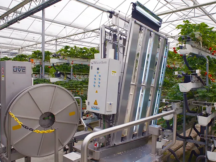 Technology plays a crucial part in ensuring the strawberries grown at Wicks Farm are top quality, while also allowing them to produce the crop all year.
