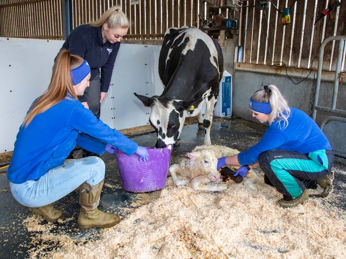 Young farmers tend to a newborn calf. Picture: Ruth Downing.