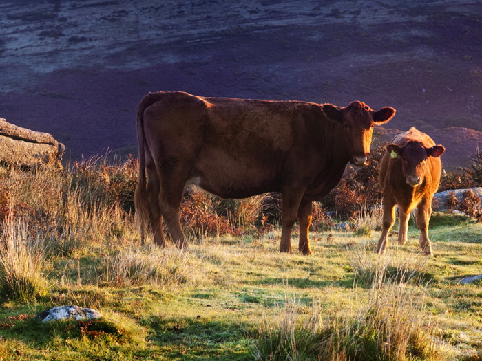 North Devon cattle grazing Dartmoor.