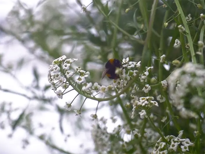 Bees and other natural insects are a critical part of the fruit production process in many high-tech growing environments.