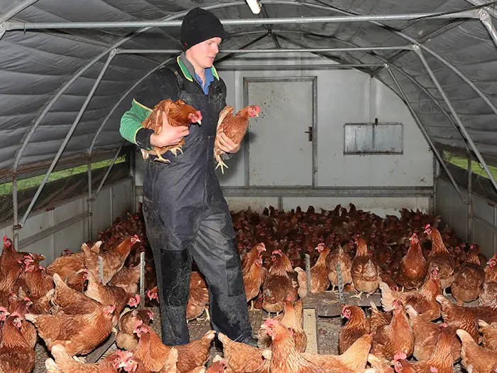 Young chicken handler working with the birds in a free-range, outdoor farm.