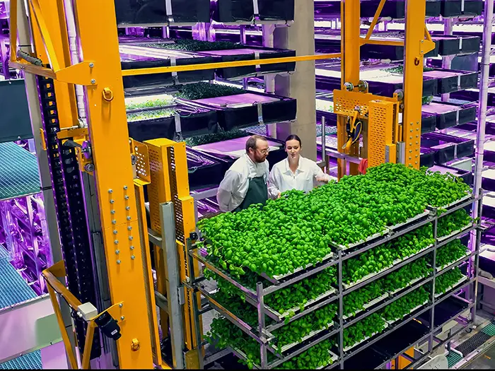 Two technicians monitor a crop of herbs in a vertical farm.