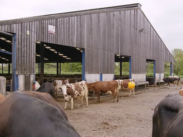 The best dairy farms are focused on the welfare of their herd, and there's a lot of technology which goes into maintaining the helath standards of the animals on those farms.