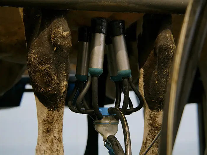 One of the parlour milking units at Halton Farms, Cheshire. Photographer: Recut Collective.