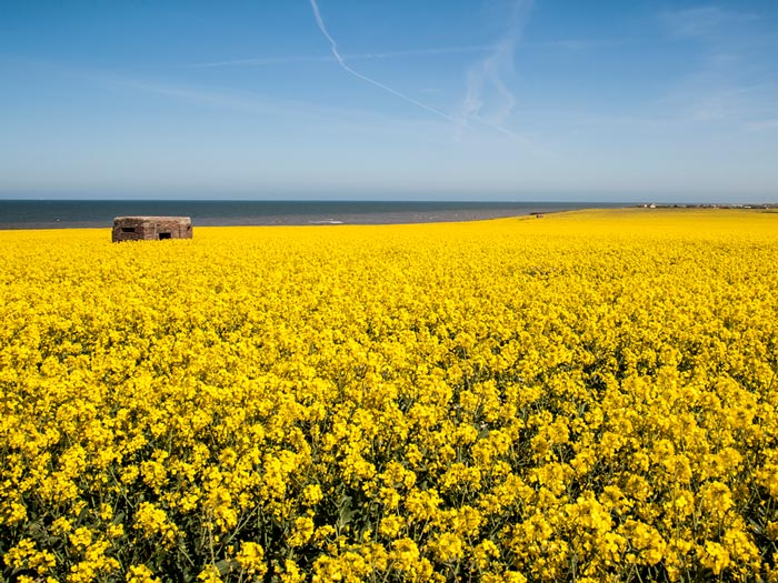 Oilseed rape field on the Norfolk coast. iStock.com/Tao_M