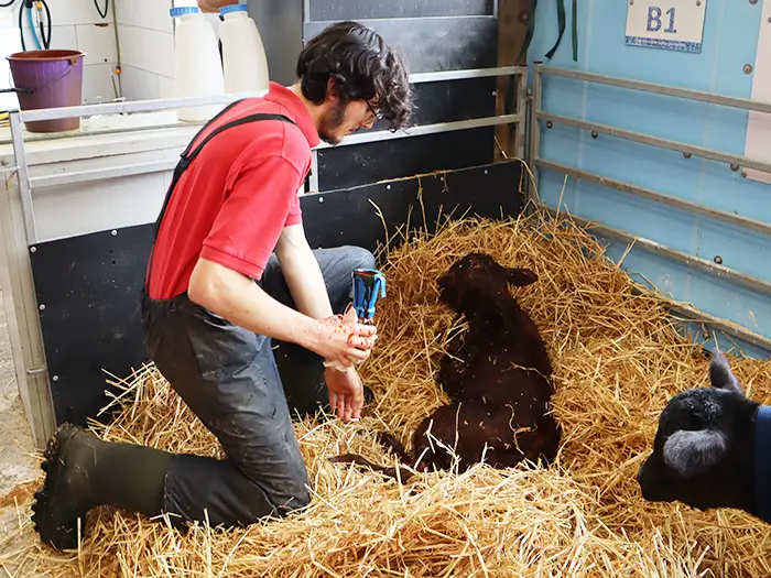 Joe Ball working with a newborn calf at Halton Farms, Cheshire. Photographer: Recut Collective.