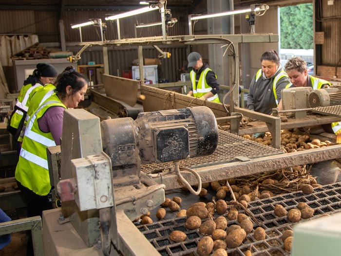 Farm workers sort and grade potatoes.