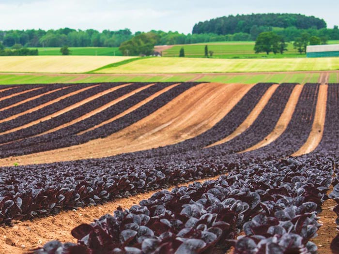 Salad crops in Shropshire. iStock.com/Caroline Anderson