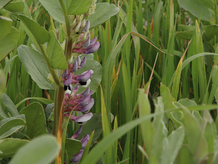 Sweet pea blossom in a field on Fortescue Farm, Devon.