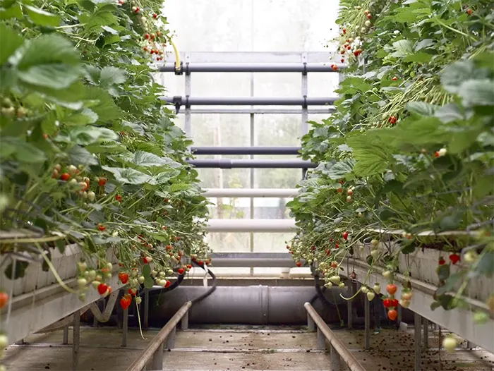 England's soft fruit industry has a reputation for the quality and flavour of its produce.