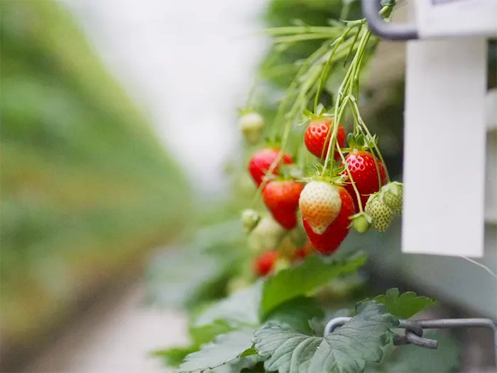 British strawberries are a highly valued product, known around the world for their flavour and quality.