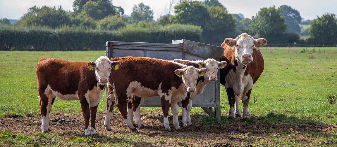 Beef herd at feeding unit in field. Picture: Ruth Downing.