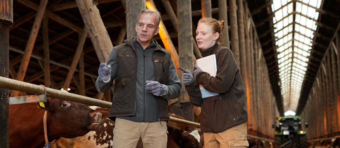 Farmer coaching employee in a cattle barn.