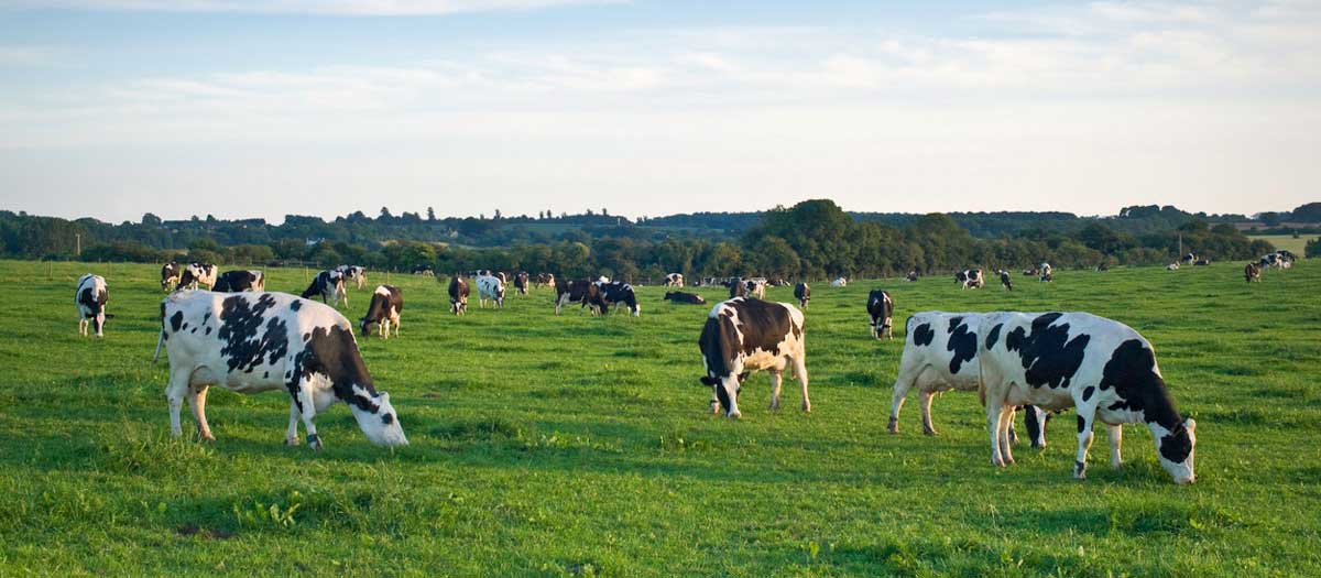 Friesian dairy herd grazing lush field. iStock.com/matthewleesdixon
